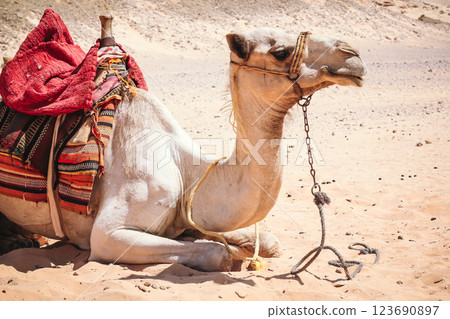 Close-up of a camel lying on the sand in the desert on the golden sand Egypt Dahab Sinai 123690897