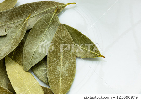 Laurel leaves and copy space on white background Laurel leaves and copy space on white background 123690979