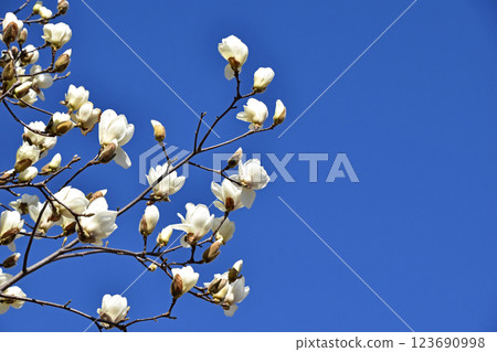 Haku Mokuren(Shiraki Ren) Haku Mokuren(Shiraki Ren) 123690998