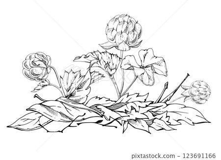 Cloudberry raspberry in autumn leaves on stem, hand drawn vector ink, line ripe Scandinavian forest berry. Isolated botanical illustration for dessert cafe menu, restaurant, wedding, farmers market 123691166