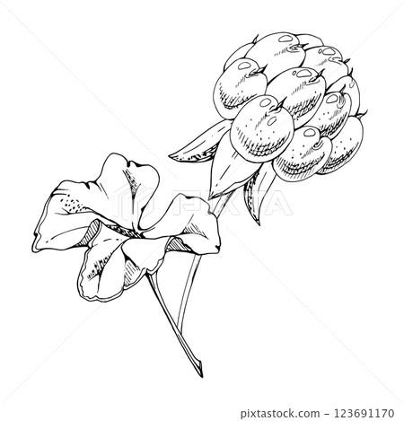 Cloudberry raspberry with plant leaves on stem, hand drawn vector ink, Scandinavian line ripe forest berry. Isolated botanical illustration for restaurant, dessert cafe menu, wedding, farmers market 123691170