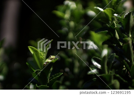 鳥取縣 四季漫步 春季 寄瀨運動公園 123691195