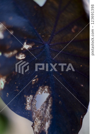 The Leaves Are Dying, Background for advertising and wallpaper in natural crises and nature scene 123691398