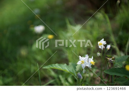 鳥取縣 四季漫步 春季 寄瀨運動公園 123691466