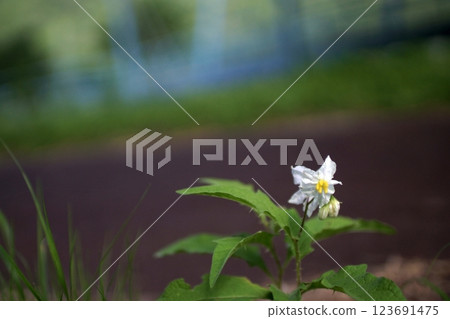 Tottori Seasonal Walks Spring Yose Sports Park 123691475