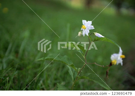 鳥取縣 四季漫步 春季 寄瀨運動公園 123691479