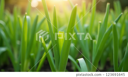 Fresh green onion sprouts growing in garden with blurred background, symbolizing organic farming, healthy food, and natural agriculture 123691645