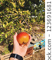 Hand Holding Fresh Pomegranate from Tree in Garden with Beehives in Gazipasa Turkey 123691681