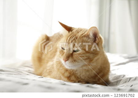 Daily scenery of cat parent and child 123691702