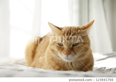 Daily scenery of cat parent and child Daily scenery of cat parent and child 123691708