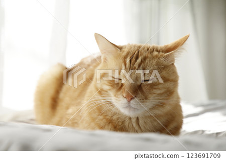 Daily scenery of cat parent and child Daily scenery of cat parent and child 123691709