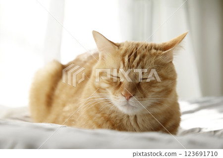Daily scenery of cat parent and child Daily scenery of cat parent and child 123691710