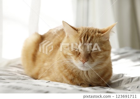 Daily scenery of cat parent and child Daily scenery of cat parent and child 123691711