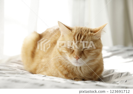 Daily scenery of cat parent and child Daily scenery of cat parent and child 123691712