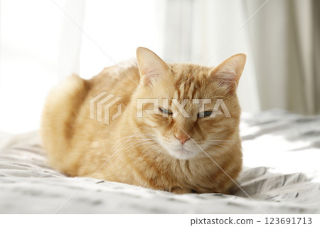 Daily scenery of cat parent and child Daily scenery of cat parent and child 123691713