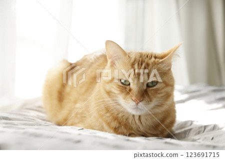 Daily scenery of cat parent and child Daily scenery of cat parent and child 123691715