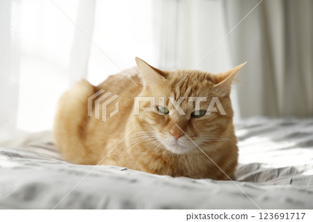 Daily scenery of cat parent and child Daily scenery of cat parent and child 123691717