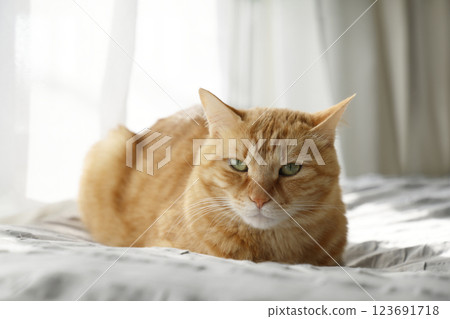Daily scenery of cat parent and child 123691718
