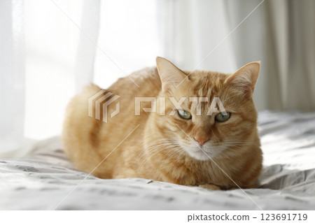 Daily scenery of cat parent and child Daily scenery of cat parent and child 123691719