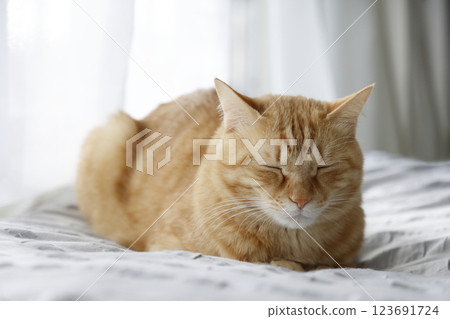 Daily scenery of cat parent and child Daily scenery of cat parent and child 123691724