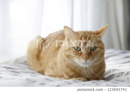 Daily scenery of cat parent and child Daily scenery of cat parent and child 123691741