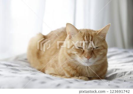 Daily scenery of cat parent and child Daily scenery of cat parent and child 123691742
