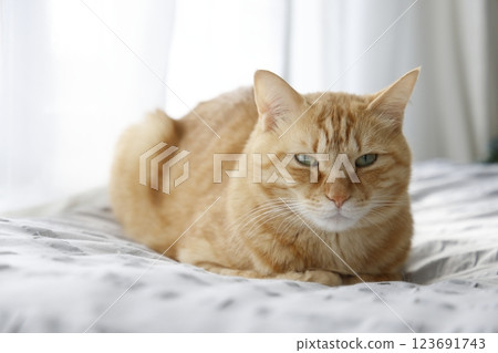 Daily scenery of cat parent and child Daily scenery of cat parent and child 123691743