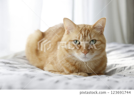 貓親子日常風景 123691744