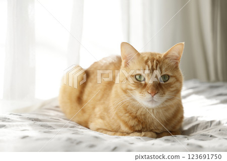 貓親子日常風景 貓親子日常風景 123691750