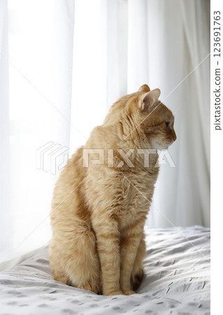 Daily scenery of cat parent and child 123691763