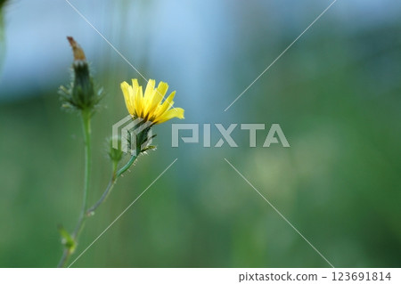 鳥取四季漫步春花雜草 123691814