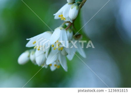 鳥取四季漫步春花雜草 鳥取四季漫步春花雜草 123691815