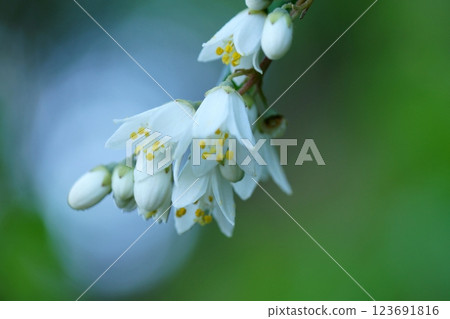 鳥取四季漫步春花雜草 123691816