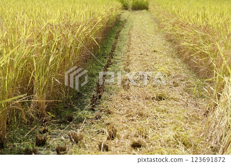 Tottori Shiki的Walk Autumn Saji Tottori Shiki的Walk Autumn Saji 123691872