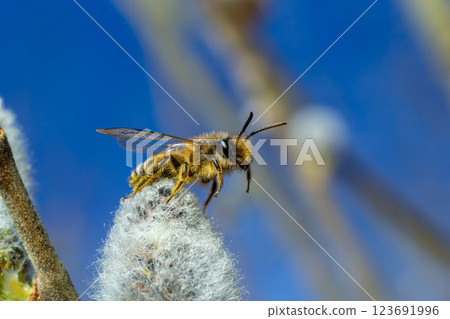 A bee on a branch of a blooming willow 123691996