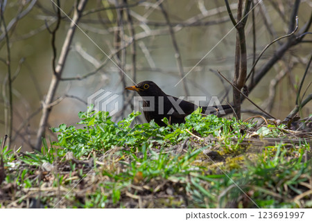 eurasian blackbird aka turdus merula is searching for food in forest 123691997