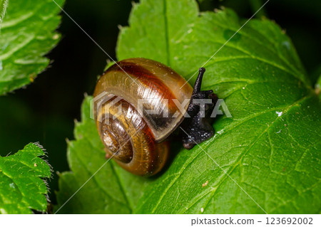 Oxychilus alliarius , commonly known as the garlic snail or garlic glass-snail Oxychilus alliarius , commonly known as the garlic snail or garlic glass-snail 123692002