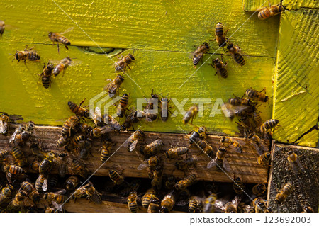 Yellow hive of bees close up, Many bees at the entrance to the hive on a sunny day 123692003