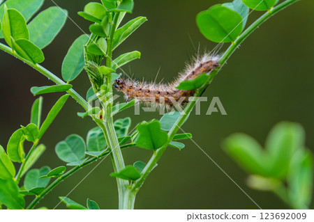 Hairy caterpillar on juicy fresh green leaves. Furry caterpillar against soft blurred background 123692009