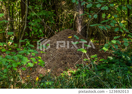 the big anthill - Red wood ant Formica rufa in a forest the big anthill - Red wood ant Formica rufa in a forest 123692013