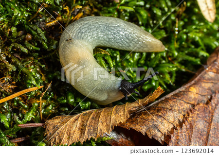 arion intermedius slug animal macro photography 123692014