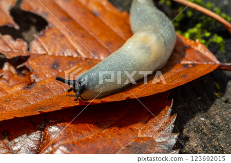 arion intermedius slug animal macro photography 123692015