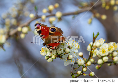 Colourful European Common Peacock Butterfly Aglais io 123692018