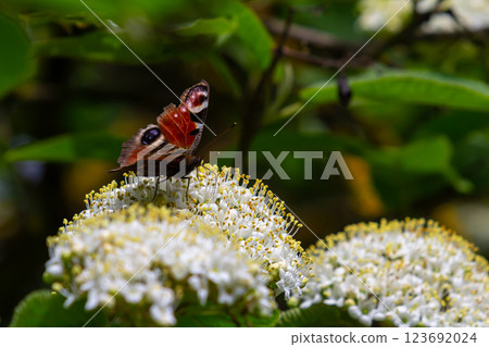 Colourful European Common Peacock Butterfly Aglais io 123692024