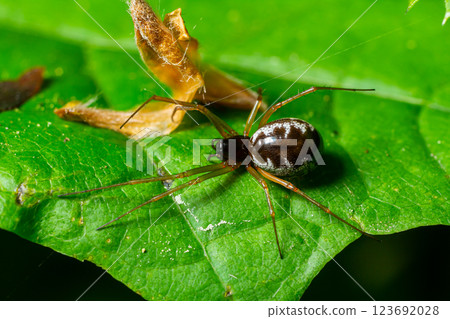 Long jawed orb weaver spider Pachygnatha listeri 123692028