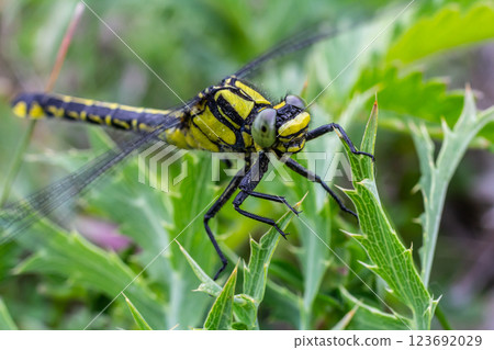 Dragonfly Gomphus vulgatissimus in front of green background macro shot with dew. on the wings. Blue flowers in the morning of a sunny summer day 123692029