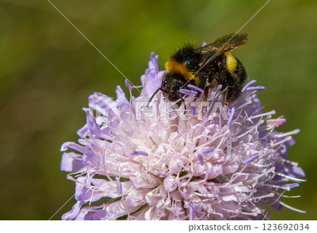 Bumble bee sitting on a thistle flower, closeup. Front view. Genus species Bombus 123692034