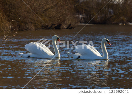 A white mute swan swims on a calm body of water. The water is blue. The swan has slightly raised its wings A white mute swan swims on a calm body of water. The water is blue. The swan has slightly raised its wings 123692041