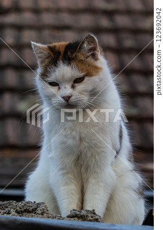 White cat with calico markings sits on a rooftop contemplating its surroundings in a quiet neighborhood White cat with calico markings sits on a rooftop contemplating its surroundings in a quiet neighborhood 123692042