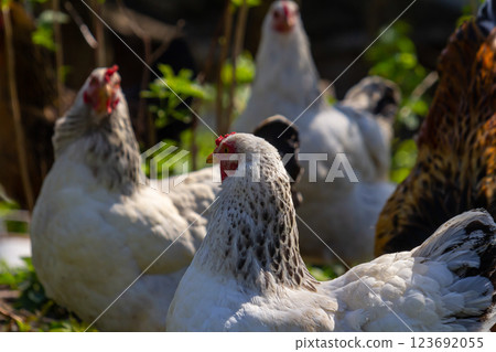 Chickens explore a sunny garden surrounded by greenery during a warm afternoon in a rural setting, showcasing their natural behaviors and vibrant feathers Chickens explore a sunny garden surrounded by greenery during a warm afternoon in a rural setting, showcasing their natural behaviors and vibrant feathers 123692055